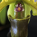 Paphiopedilum spicerianum