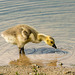 Gosling