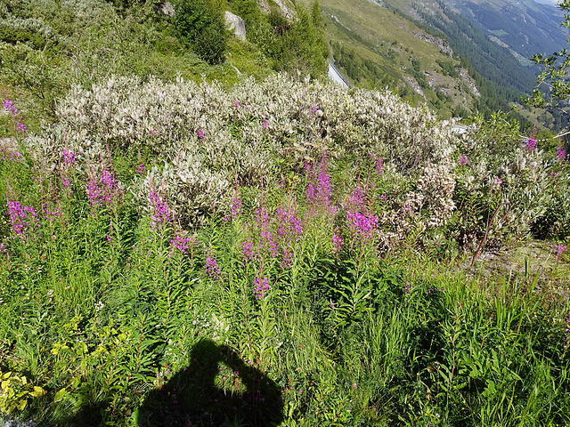 Schattengewächs in der Alpenflora