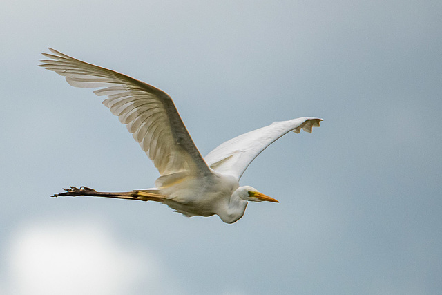 Great white egret