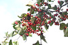 Hawthorn_DSC 0665