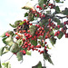 Hawthorn_DSC 0665