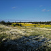 Penedos, Winter meadow