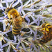 20230719 2392CPw [D~LIP] Kugeldistel, Honigbiene, Gelbbindige Furchenbiene (Halictus scabiosae), Bad Salzuflen