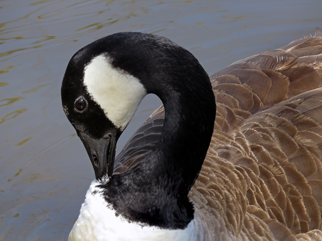 Canada Goose Preening