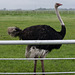 Ostrich