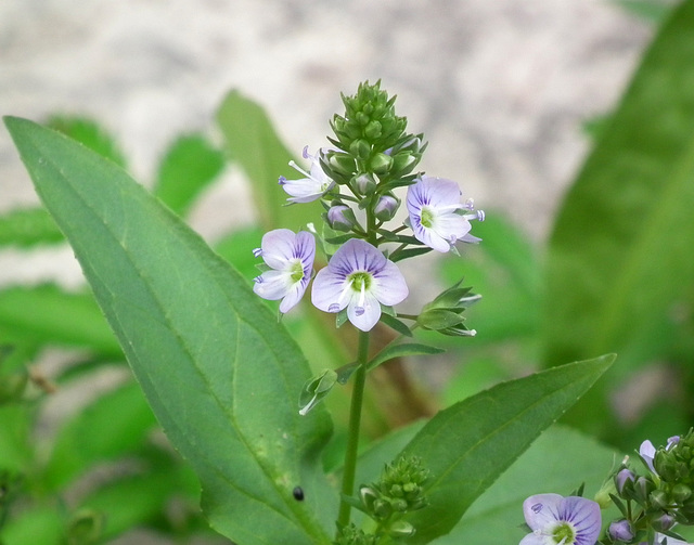 véronique américaine / american brooklime