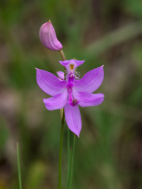 Calopogon tuberosus (Common Grass-pink orchid)