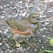 Female Eastern Towhee