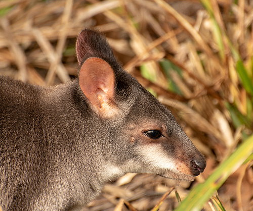 Dusky Pademelon