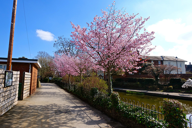 Victoria Park, Stafford