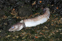 EOS 6D Peter Harriman 14 16 52 00739 Fish dpp