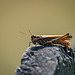 Grasshopper