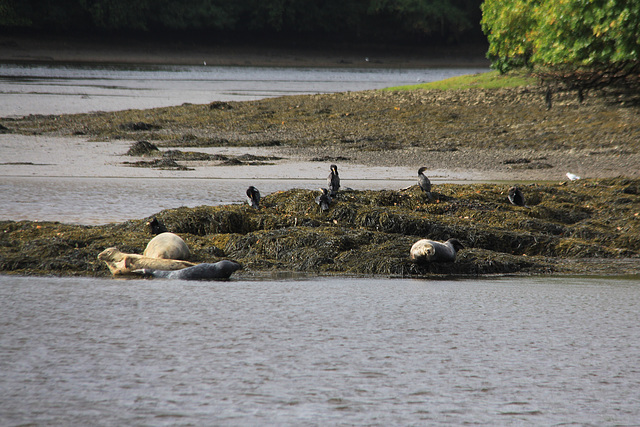 River Dart Seals