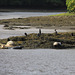 River Dart Seals