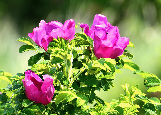 Kartoffel-Rose  (Rosa rugosa)