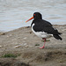Oystercatcher