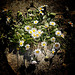 daisies