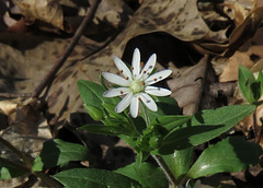 Star Chickweed