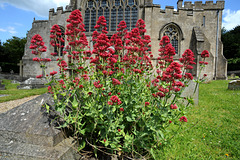 Red Valerian