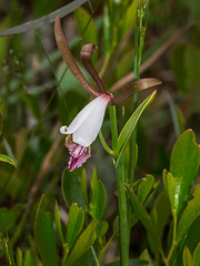 Cleistesiopsis oricamporum (Small Coastal Plain Spreading Pogonia or Small Rosebud orchid)