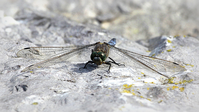 Face à face avec l'Orthetrum