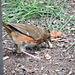 Female Eastern Towhee