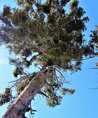 Ein Baum bis in den Himmel.