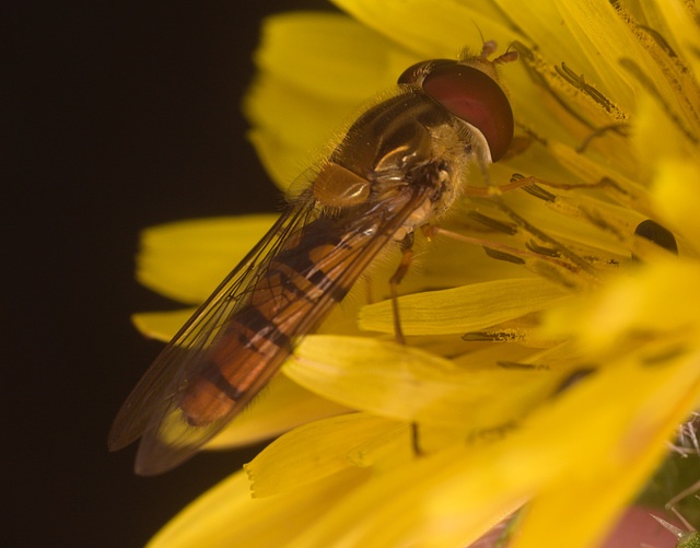 HoverflyIMG 0509