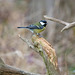 Great tit (1)