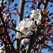 February cherry plum blossom