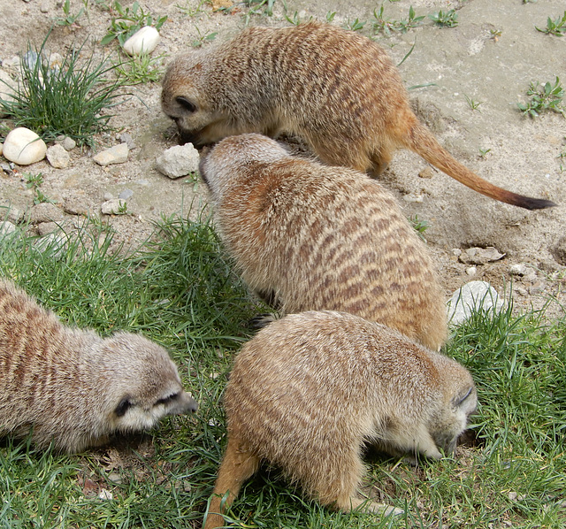 Gewusel der Erdmännchen