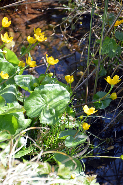 Gelbe zarte Schönheit am Wasserlauf ( Sumpfdodetterblume  )