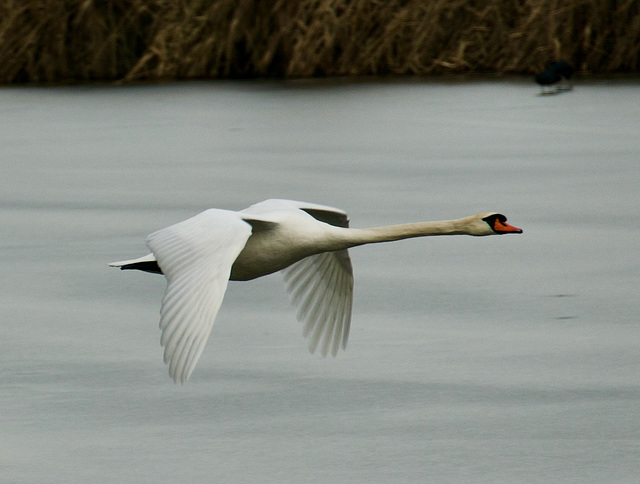 Pfeilschnell fliegt dieser Schwan über das Wasser