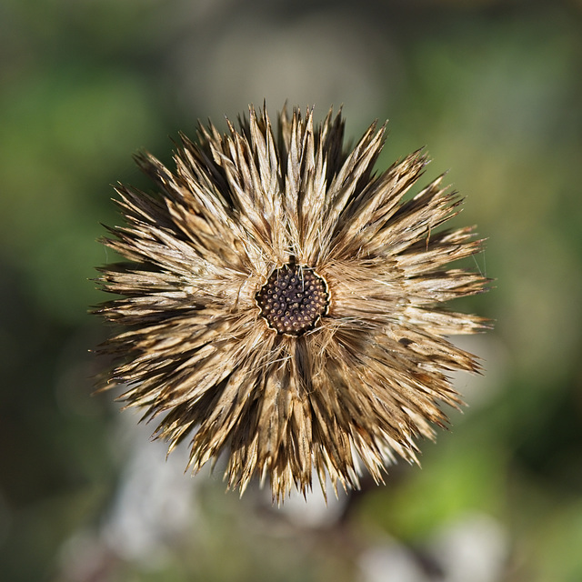 Echinops Seed Head