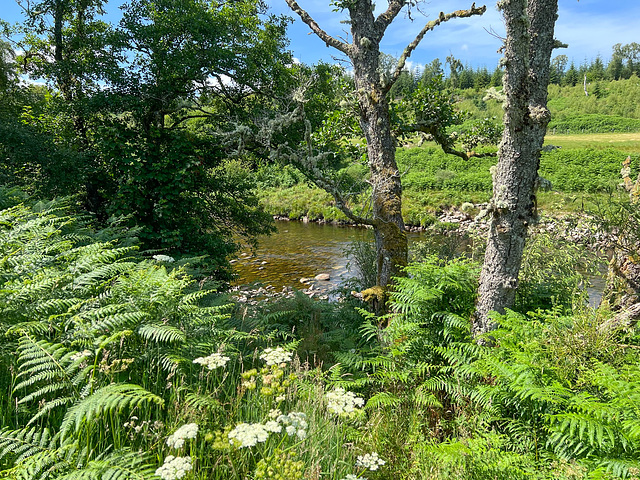 The Findhorn at Dulsie