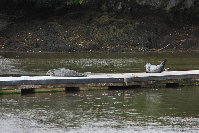 River Dart Seals