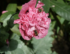 les butineuses dans la fleur de pavot