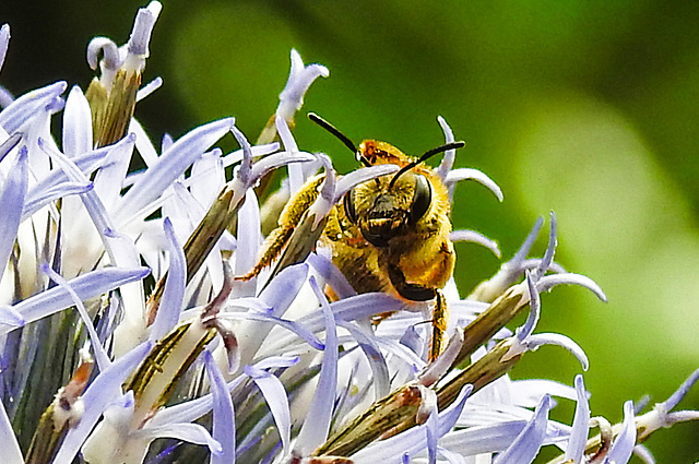 20230719 2397CPw [D~LIP] Kugeldistel, Gelbbindige Furchenbiene (Halictus scabiosae), Bad Salzuflen