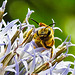 20230719 2397CPw [D~LIP] Kugeldistel, Gelbbindige Furchenbiene (Halictus scabiosae), Bad Salzuflen