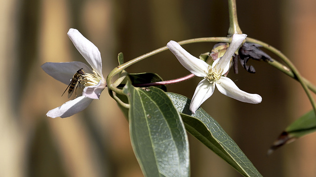 Clématite Armandii