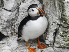 Puffin