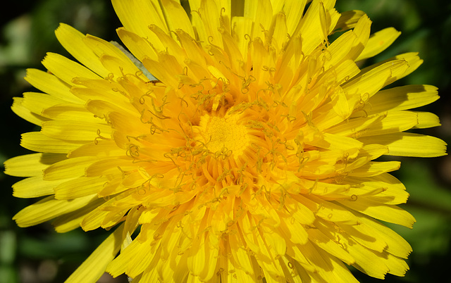 Anatomy of a dandelion