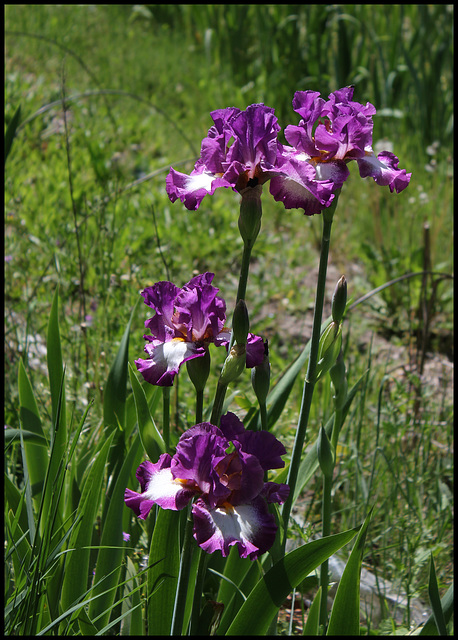 Iris Footloose