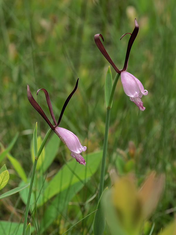Cleistesiopsis divaricata (Large Rosebud orchid)