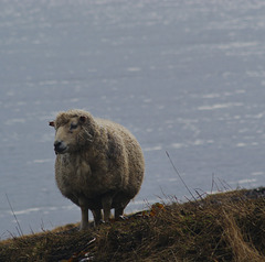 Shetland