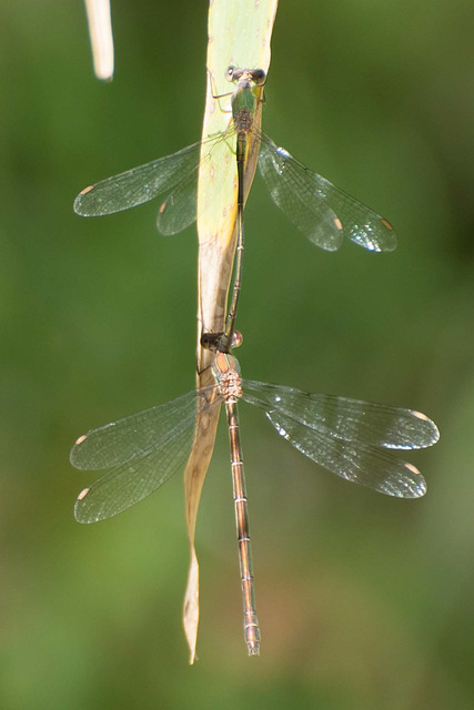 Western Willow Spreadwing (Lestes viridis) DSB 2053