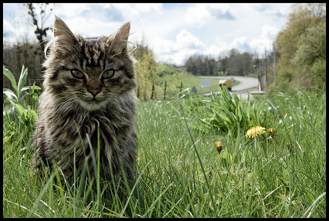 Tiger in the grass (2)