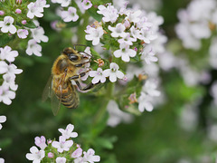 Biene beim Mittagessen