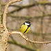 Great tit (2)